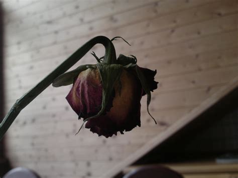 Sad Rose By Eiandersen On Deviantart