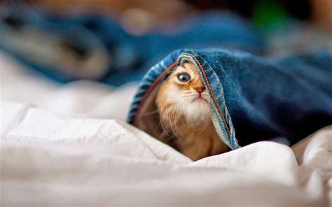 Funny Cat Hd Wallpapers Hd Wallpapers