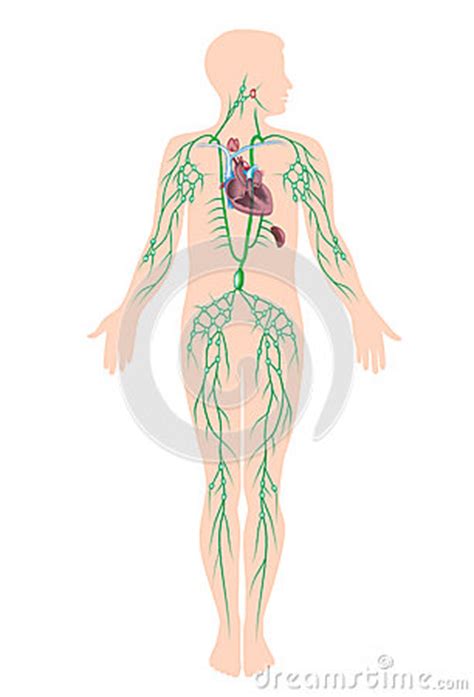 The Lymphatic System Royalty Free Stock Photography - Image: 25867887