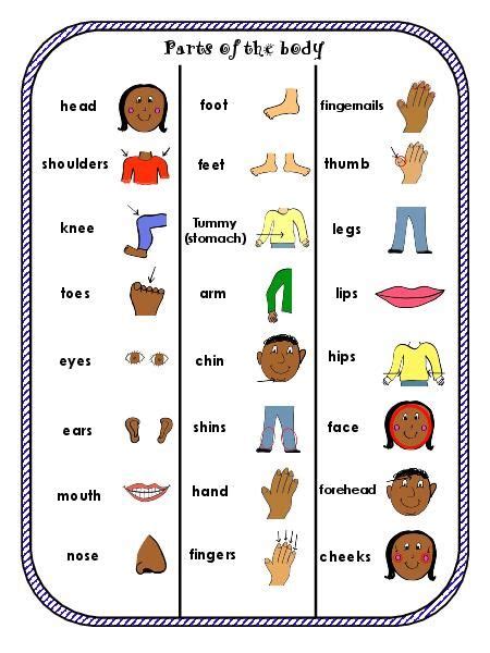Worksheet Pack Parts Of The Body Vocabulary Printables For Esl Esol Vocabulary Worksheets