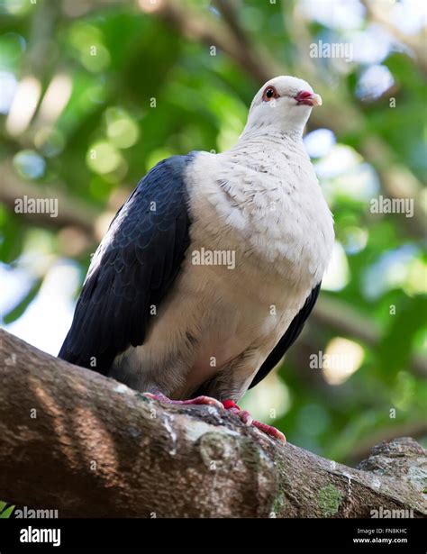 White Headed Pigeon Photgrphed Pictured In The Aviary At Australia