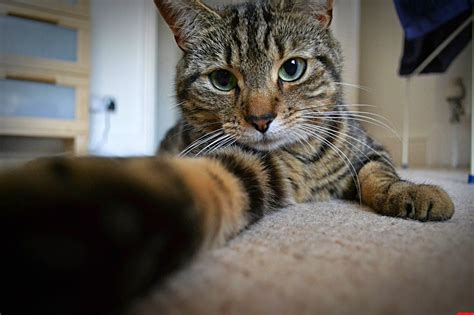 kucing-kucing selfie yang lucu banget - AiEnYu.com