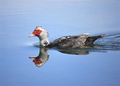 Ugly Duckling Photograph By Penny Meyers Fine Art America
