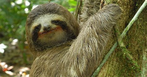 They have diversified into an amazing array of shapes and sizes which has been the key to their success. Three-toed Sloth: The Slowest Mammal On Earth | Season 33 ...