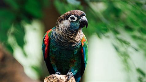Colorfu Parrot Bird In Blur Green Leaves Background 4k Hd Birds