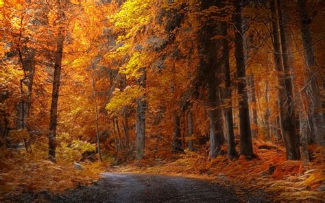 Wallpaper Trees Landscape Fall Nature Road Branch Yellow
