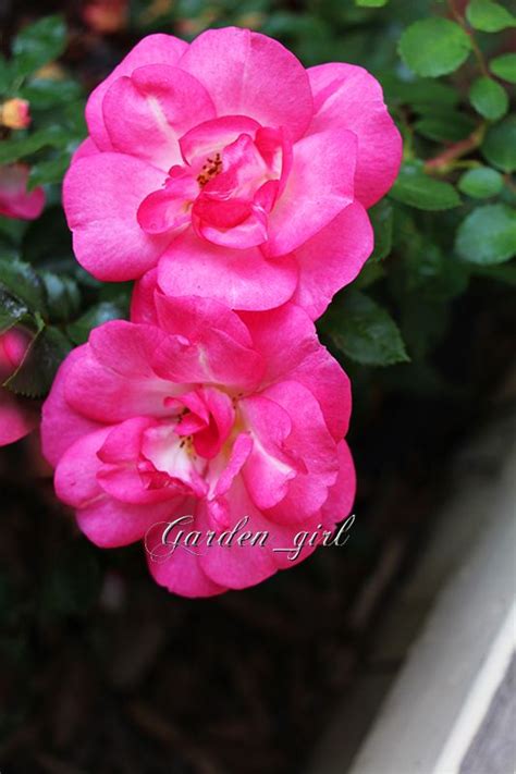Easy Elegance Sunrise Sunset Rose From My Garden Sunset Rose Rose