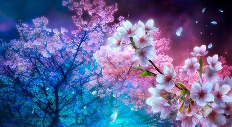 Sakura Night Wallpapers Wallpaper Cave