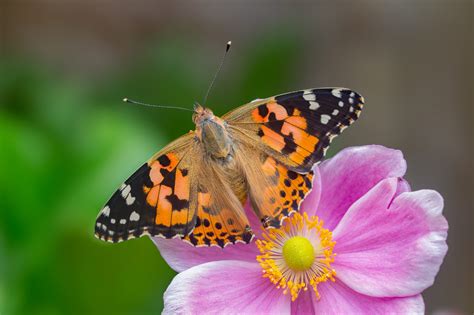 UK enjoys 'painted lady summer' with influx of migratory butterflies