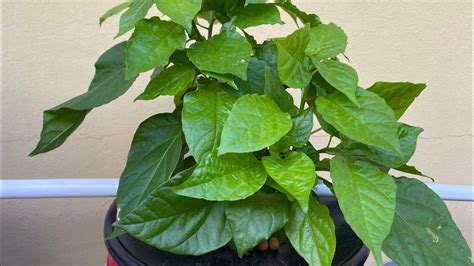 Are you a home improvement or service pro? Home Depot "Carolina Reaper" Part 2: Soil vs Hydroponic ...