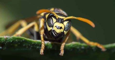 They cooperate, raise the young together, and divide up labor. How To Get Rid Of Wasps Naturally: 10 Ways For Control ...