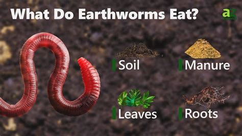 What Do Earthworms Eat Their Diet Explained Imp World