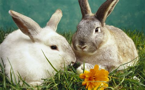 Rabbits Some Funny Wallpapers High Resolution All Hd Wallpapers