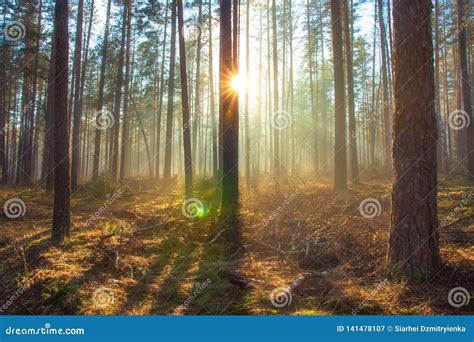 Sun Shines In Spring Forest Stock Image Image Of Bright Scenic