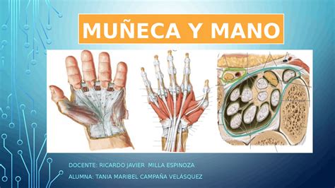 Anatomia Mano Y Muñeca Diapositivas De Anatomía Docsity