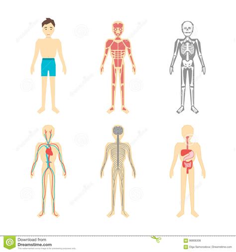 Cartoon Color Human Anatomical System Set. Vector Stock Vector ...