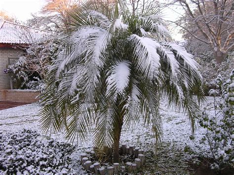 Snowy Palms This Snow Covered Palm Tree Is Located In Lare Flickr