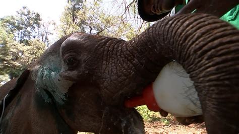 Meet Kerio The Orphaned Baby Elephant Youtube