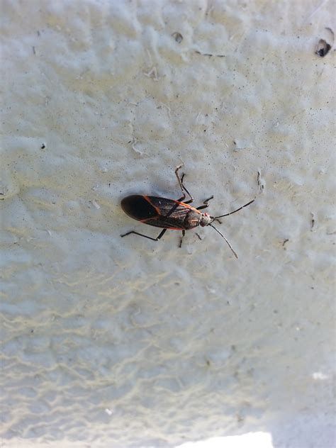 Boxelder Bugs In Utah Extermiman Pest And Wildlife