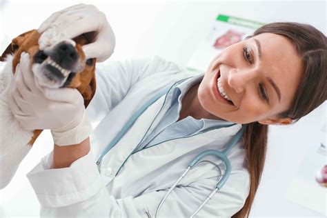 Dentistry Greenwood Veterinary Clinic
