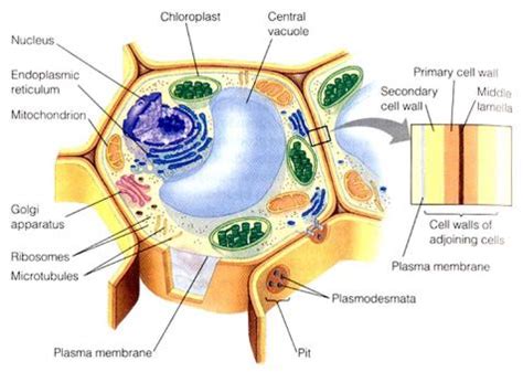 Tahukah kamu bahwa sel hewan.organel ini berfungsi dalam pergerakan sel dan endositosis. Dinding Sel Tumbuhan dan Hewan | Biologi SMA 2011-2012 Terbaru