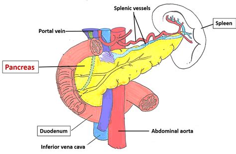 Pancreas Anatomy Qa