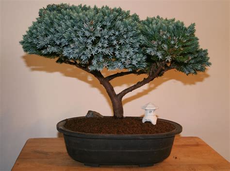 Keep a regular check on the dampness of the soil. Yoji Bonsai Canada: BONSAI TREES AVAILABLE FOR SALE