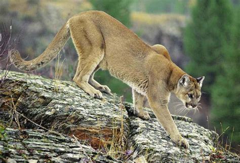 The offering was conducted by. Wild Cats: The Mountain Lion - kimcampion.com