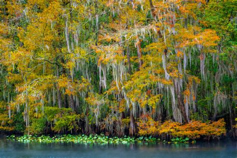 Florida Cypress Trees Fall Color Manatee Springs Photo Print Photos