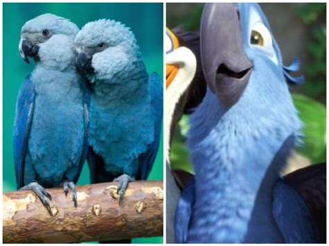 Meet The Hero Of The Movie ‘rio The Blue Parrot That Is Now