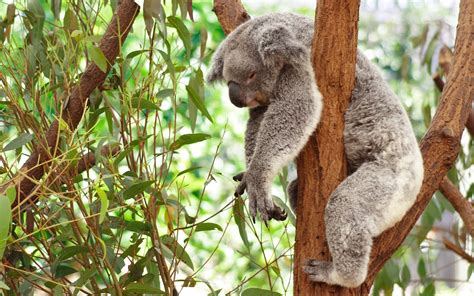 49 Cute Baby Koala Wallpaper On Wallpapersafari