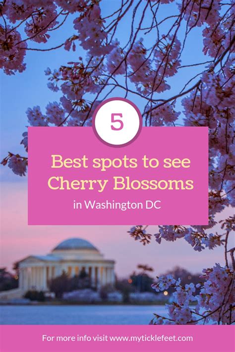 Where To See Cherry Blossoms In Dc My Ticklefeet