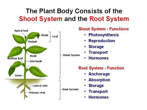 Plant Structure And Function Diagram