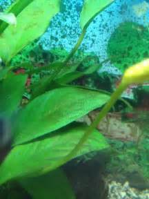 My Live Plant Has Brown Lines On Its Leaves | My Aquarium Club