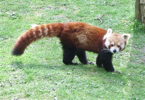 Firefoxes are basically large winged foxes with any type of markings. Moscow Zoo Hopes Visitors Will Help Rare Red Panda Fight ...