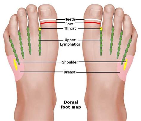 Reflexology Foot Chart Dorsal Map With Images Reflexology Foot Chart Reflexology Chart