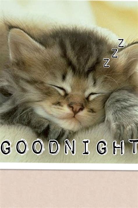 Goodnight Kittens Cutest Sleeping Animals Sleeping Kitten