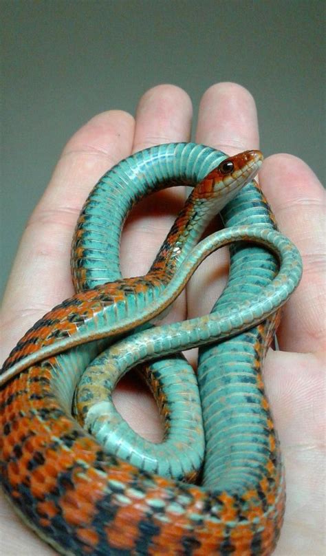 Best Pet Snakes For Handling Pets Animals Us