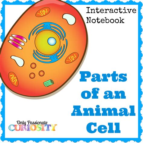 Let us look at animal cell parts and functions, using diagrams and illustrations. Animal Cell Interactive Notebook - Only Passionate Curiosity