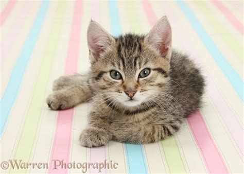 Cute Tabby Kitten Sitting On Stripy Background Photo Wp36431