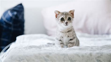 get to know the cutest cat breeds on the planet suddenly cat cute cat things for cute cat people