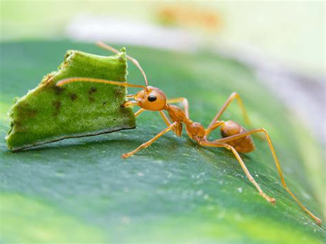 Leaf Cutter Ants Nest