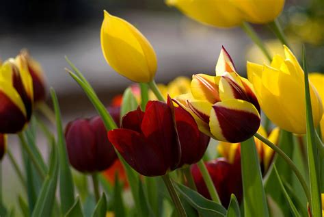 Maroon And Gold Tulips Photograph By Benjamin Reed