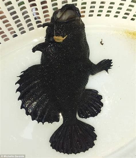 Black Fish With Legs Found Swimming In Queensland Daily Mail Online