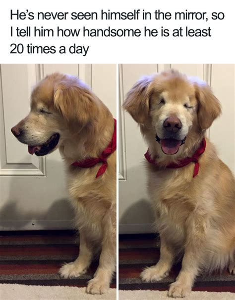 10 Of The Happiest Animal Memes To Start The Week With A Smile Bored