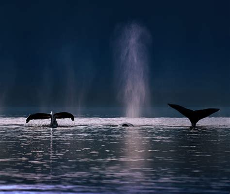 Whale Sounds Bing Wallpaper Download