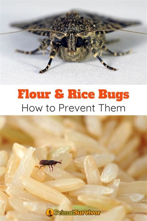Flour And Rice Bugs How To Prevent And Get Rid Of Pests In Your Food