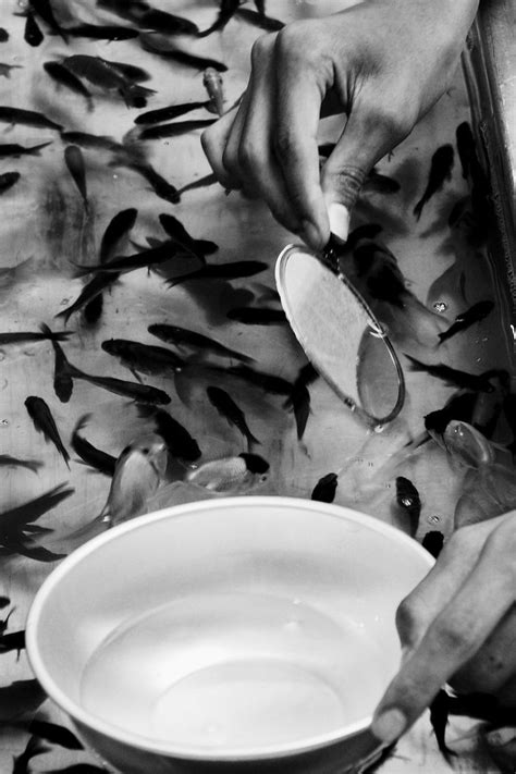 Kingyo Sukui Goldfish Scooping A Typical Japanese Matsuri Flickr