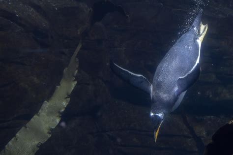 Premium Photo Papua Penguin Underwater Swimming To You