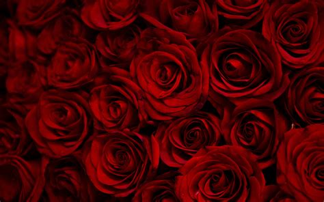 Download 3840x2400 Wallpaper Dark Red Roses Decorative 4k Ultra Hd